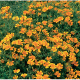 Marigold - Multiple Varieties