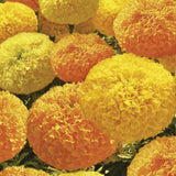 Marigold - Multiple Varieties