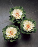 Flowering Cabbage