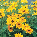 Rudbeckia