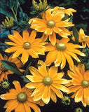 Rudbeckia