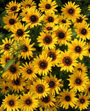 Rudbeckia