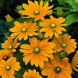 Rudbeckia