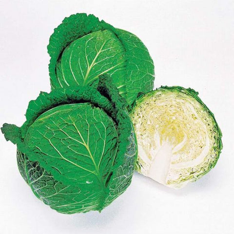 Cabbage - Savoy Ace