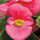 Begonia Fibrous - Bada Bing