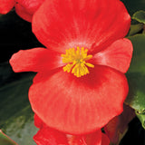 Begonia Fibrous - Bada Bing