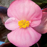 Begonia Fibrous - Bada Boom