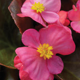 Begonia Fibrous - Bada Boom