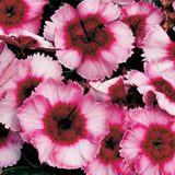 Dianthus