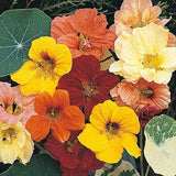 Nasturtium