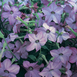Nicotiana