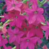 Nicotiana