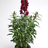 Snapdragon - Liberty
