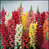 Snapdragon - Liberty