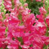 Snapdragon - Liberty