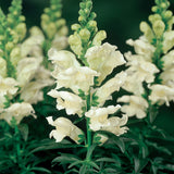 Snapdragon - Liberty