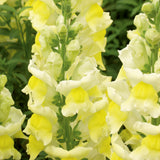 Snapdragon - Liberty