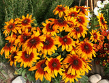 Rudbeckia