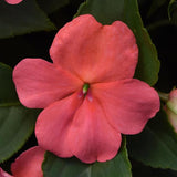 Impatiens