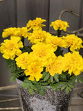 Marigold - Multiple Varieties