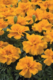 Marigold - Multiple Varieties