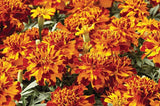 Marigold - Multiple Varieties