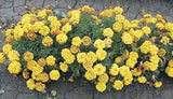 Marigold - Multiple Varieties