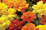 Marigold - Multiple Varieties