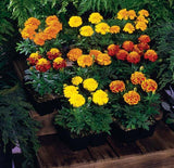 Marigold - Multiple Varieties