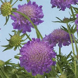 Scabiosa