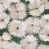 Dianthus