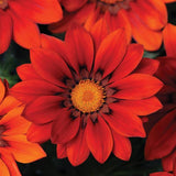 Gazania