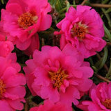 Portulaca