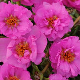 Portulaca