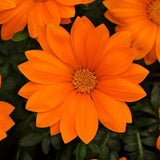 Gazania