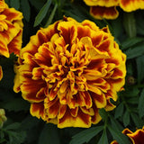 Marigold - Multiple Varieties