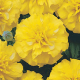 Marigold - Multiple Varieties