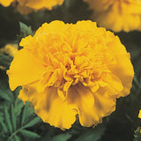 Marigold - Multiple Varieties