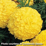 Marigold - Multiple Varieties