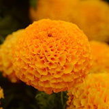 Marigold - Multiple Varieties