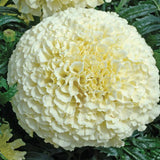 Marigold - Multiple Varieties