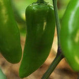 Pepper - Jalapeno Gigante