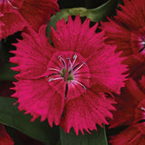Dianthus