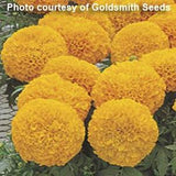 Marigold - Multiple Varieties