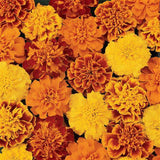 Marigold - Multiple Varieties