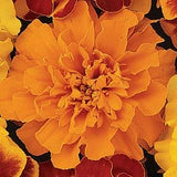 Marigold - Multiple Varieties