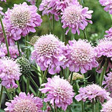 Scabiosa