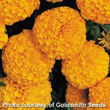 Marigold - Multiple Varieties