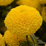 Marigold - Multiple Varieties