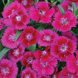 Dianthus